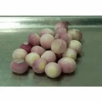 Frozen Onion (46)-3082895-12297.webp